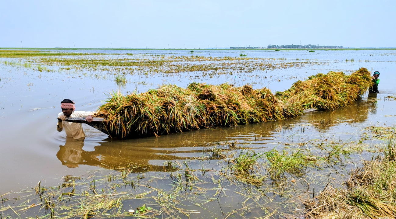 বৃষ্টির পানিতে তলিয়ে যাওয়া ধান কেটে নৌকা দিয়ে আনছেন কৃষক-  অষ্টগ্রাম উপজেলা থেকে তোলা