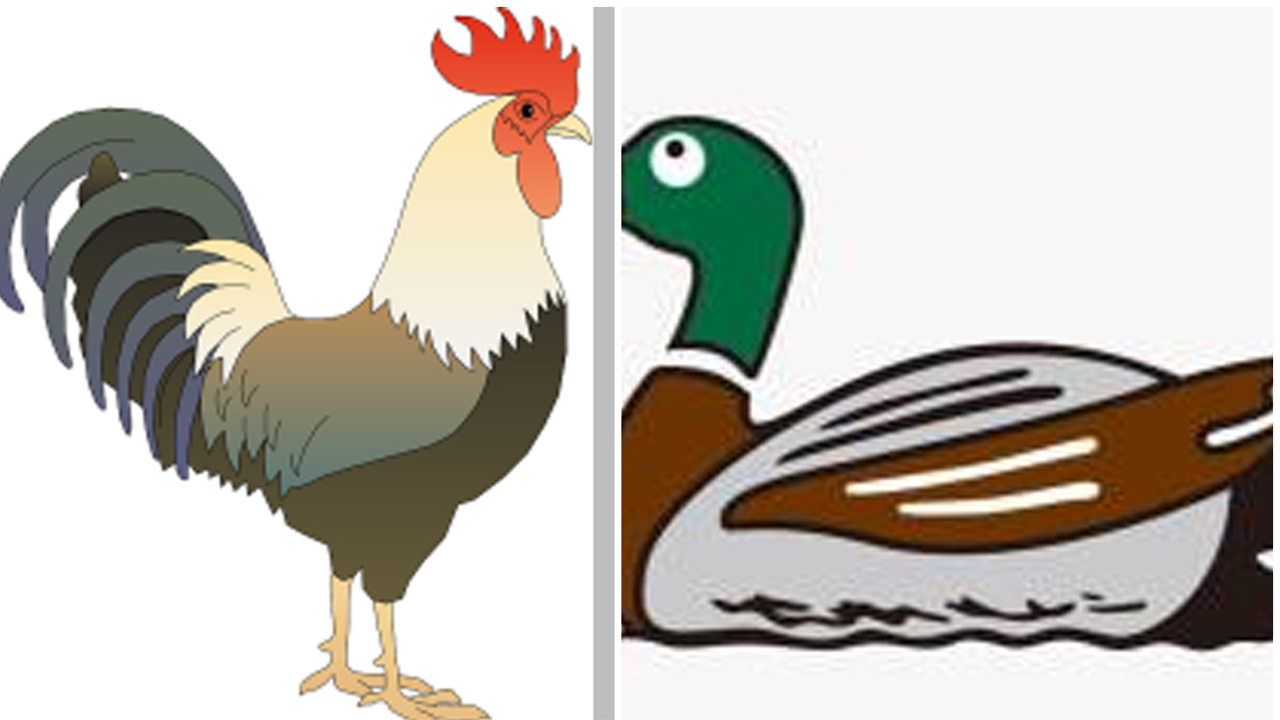 হাঁস-মুরগি নিয়ে মাঠে বিদ্রোহী প্রার্থী