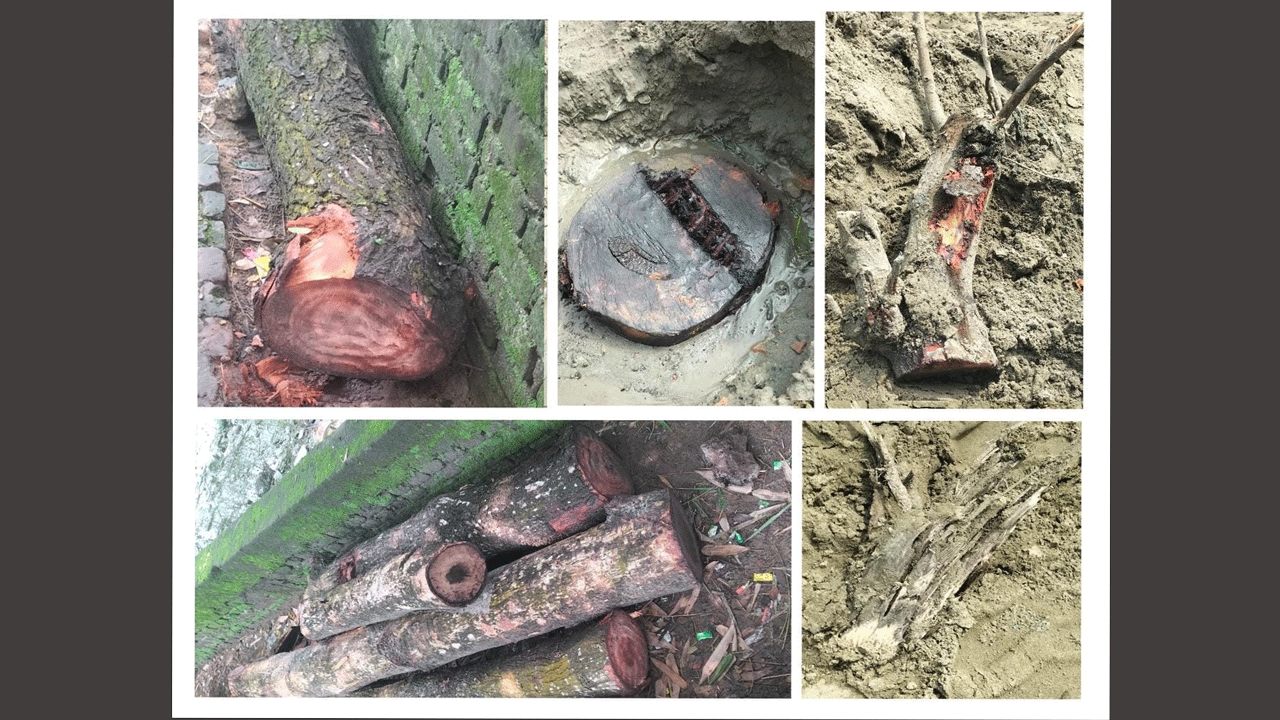 কেটে ফেলা গাছ