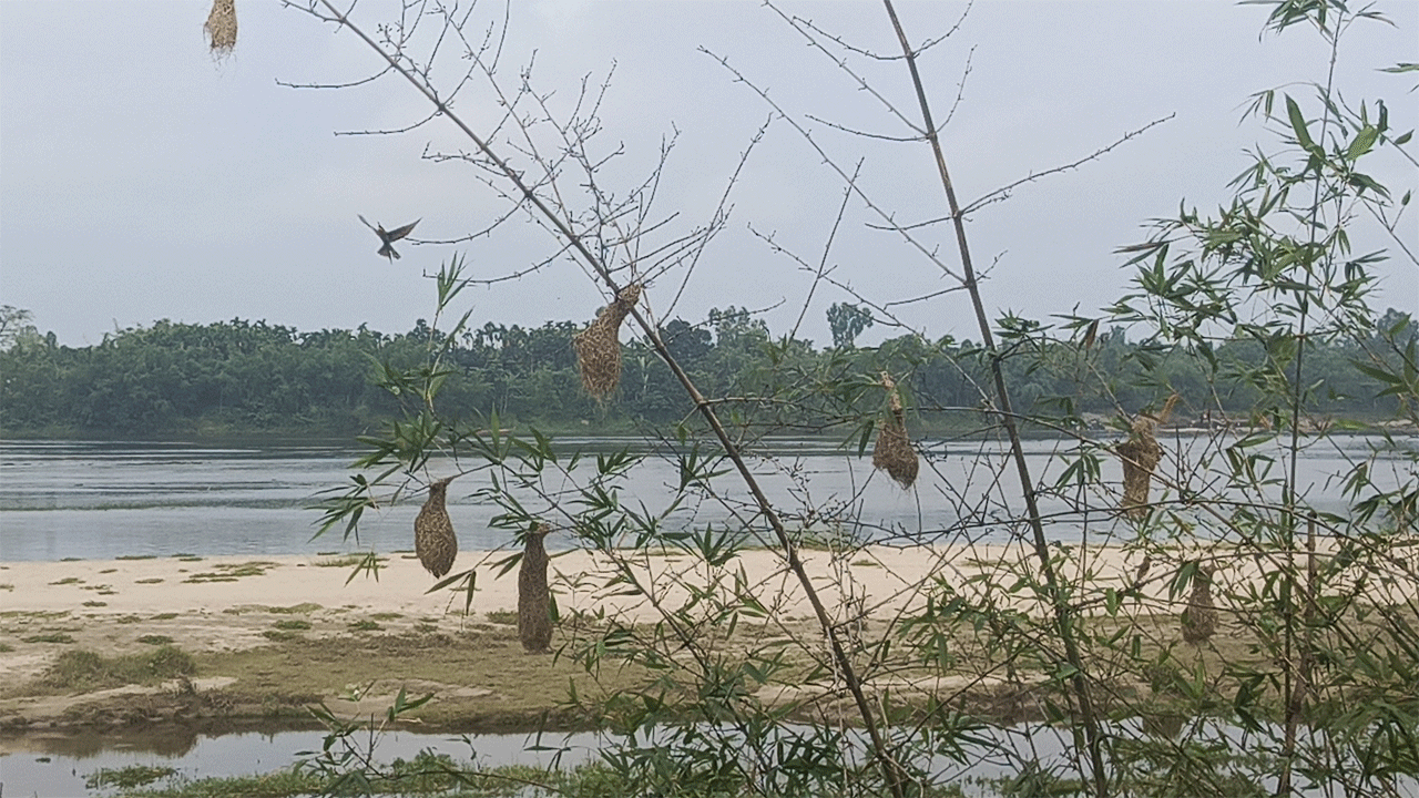 বাঁশঝাড়ে বাবুই পাখির বাসা
