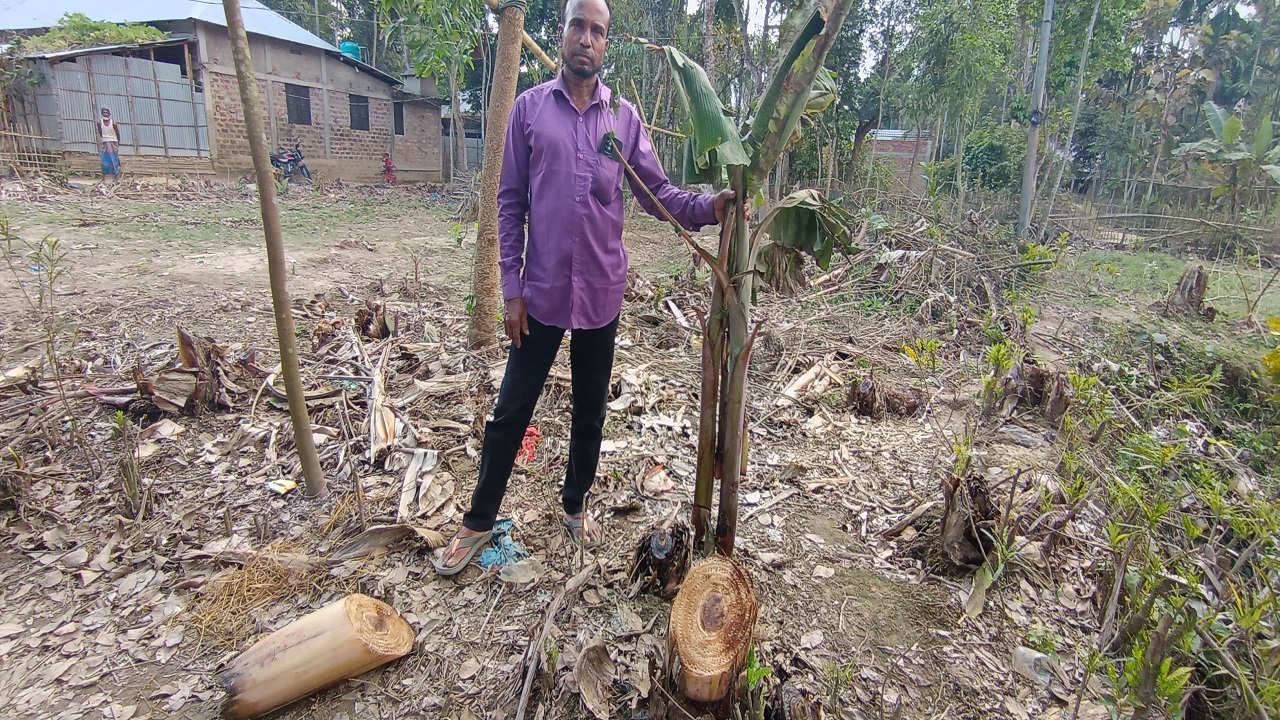 কুলাউড়ায় কেরামত আলীর ৩ শ’ গাছ কেটে ফেলেছে সন্ত্রাসীরা