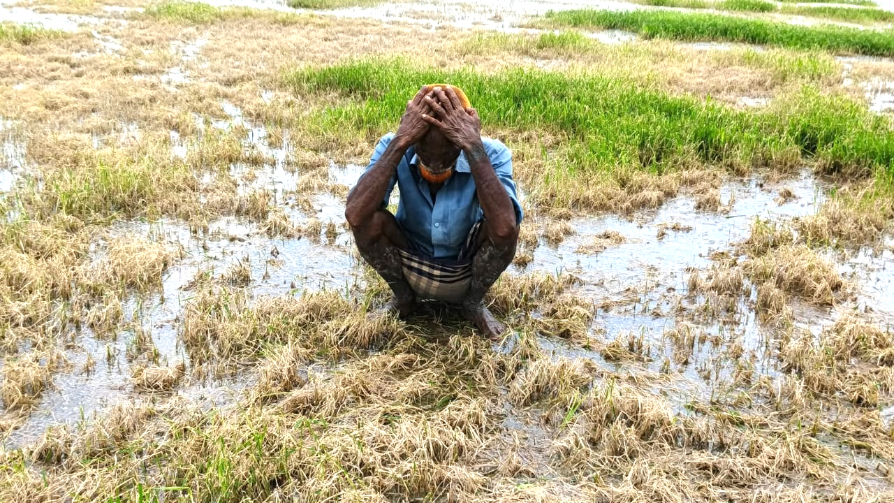 হতাশায় নিজের কৃষি জমিতে বসে পড়েছেন কুদ্দুস