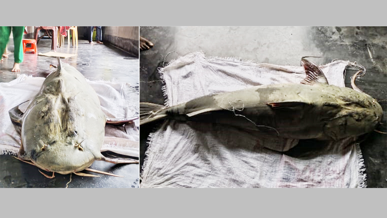 ৫৫ কেজি ওজনের বাঘাইড় মাছটি