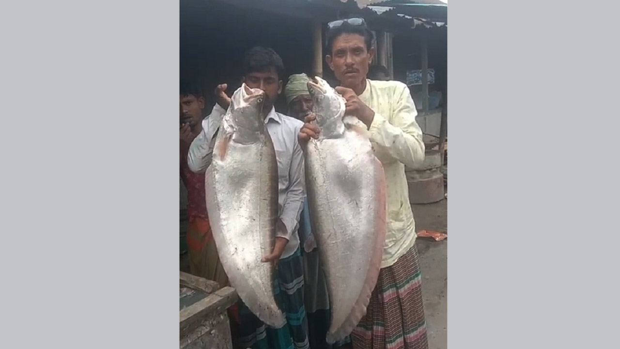 কুড়িগ্রামে ব্রহ্মপুত্রে ধরা পড়লো বিশাল আকারের দুই চিতল