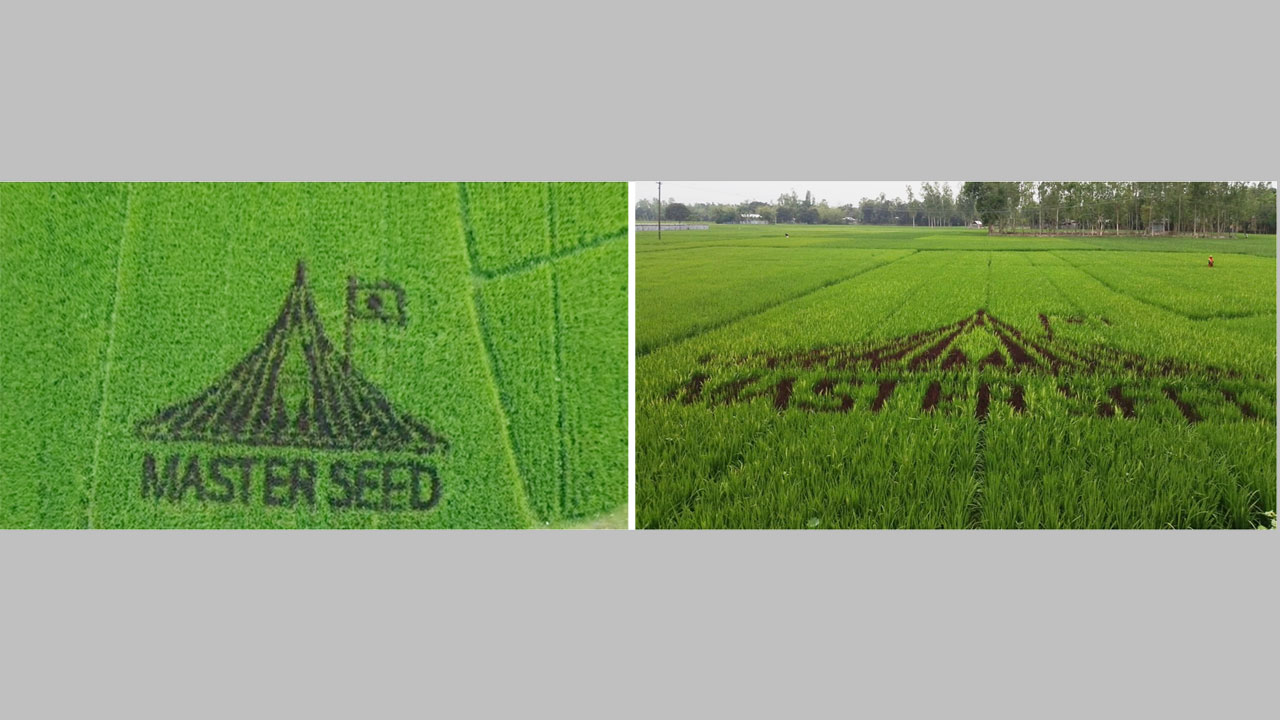 ধানক্ষেতে জাতীয় স্মৃতিসৌধ অবয়ব