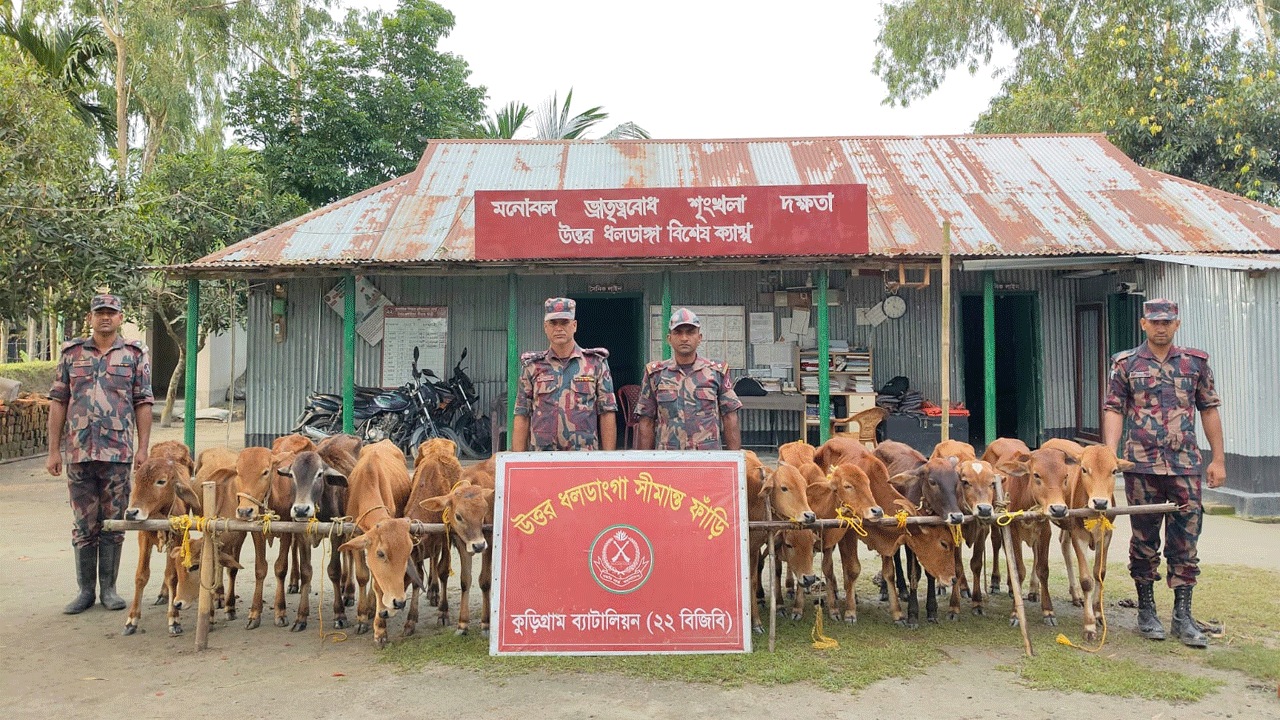 জব্দকৃত গবাদিপশু