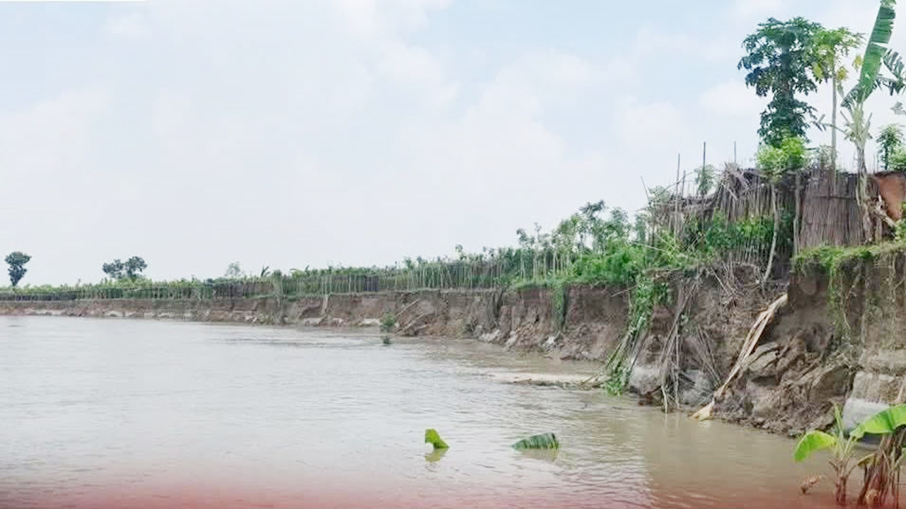 নদী ভাঙনে বিলীন হচ্ছে পানের বরজ