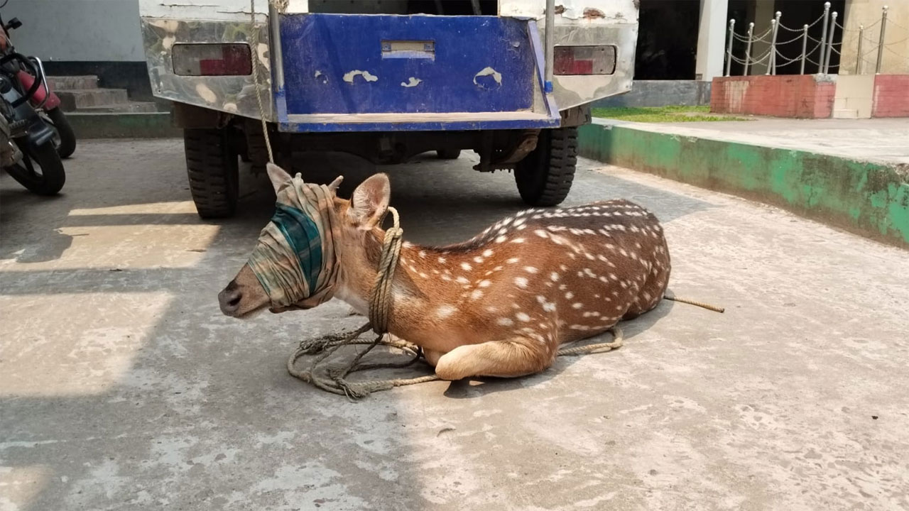 উদ্ধার করা হরিণ