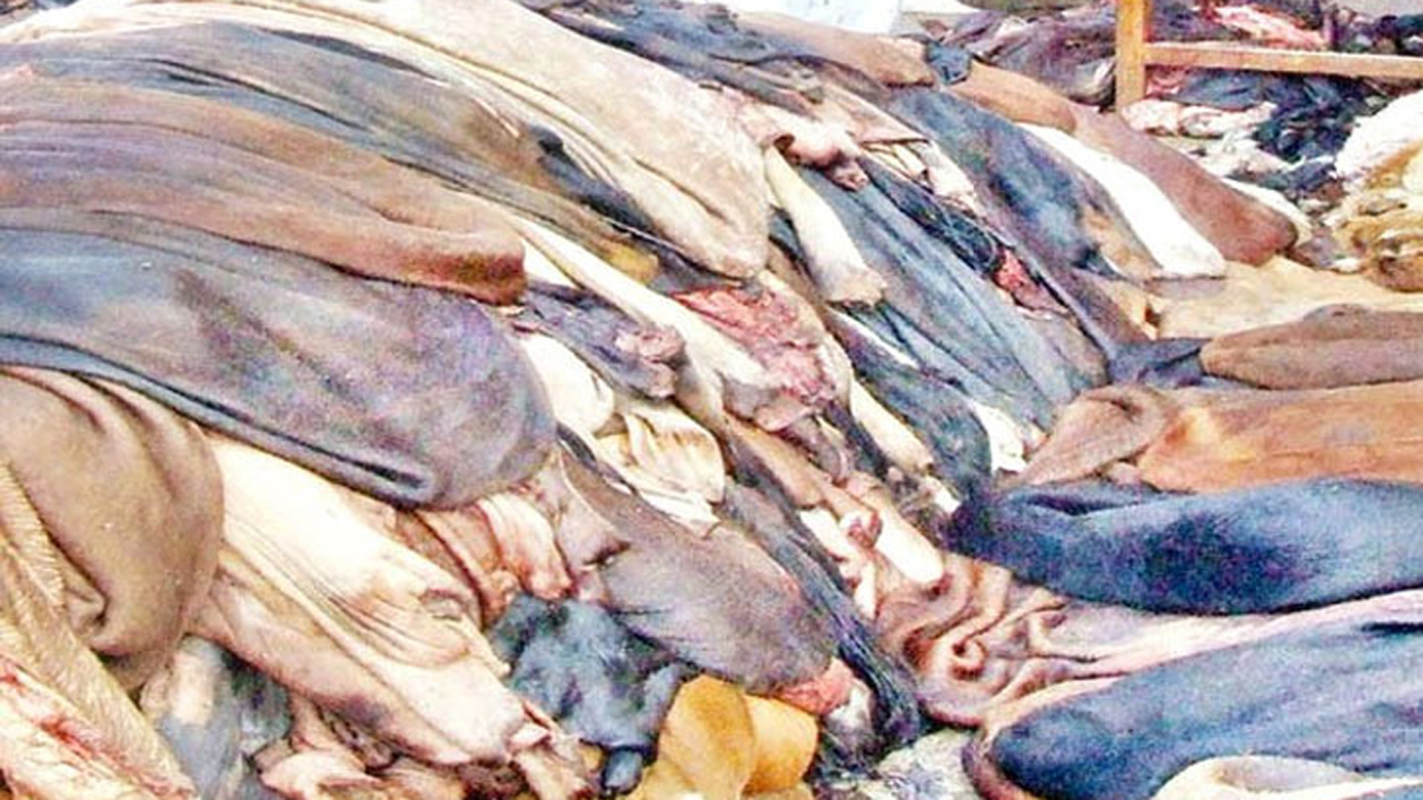 কোরবানির পশুর কাঁচা চামড়া