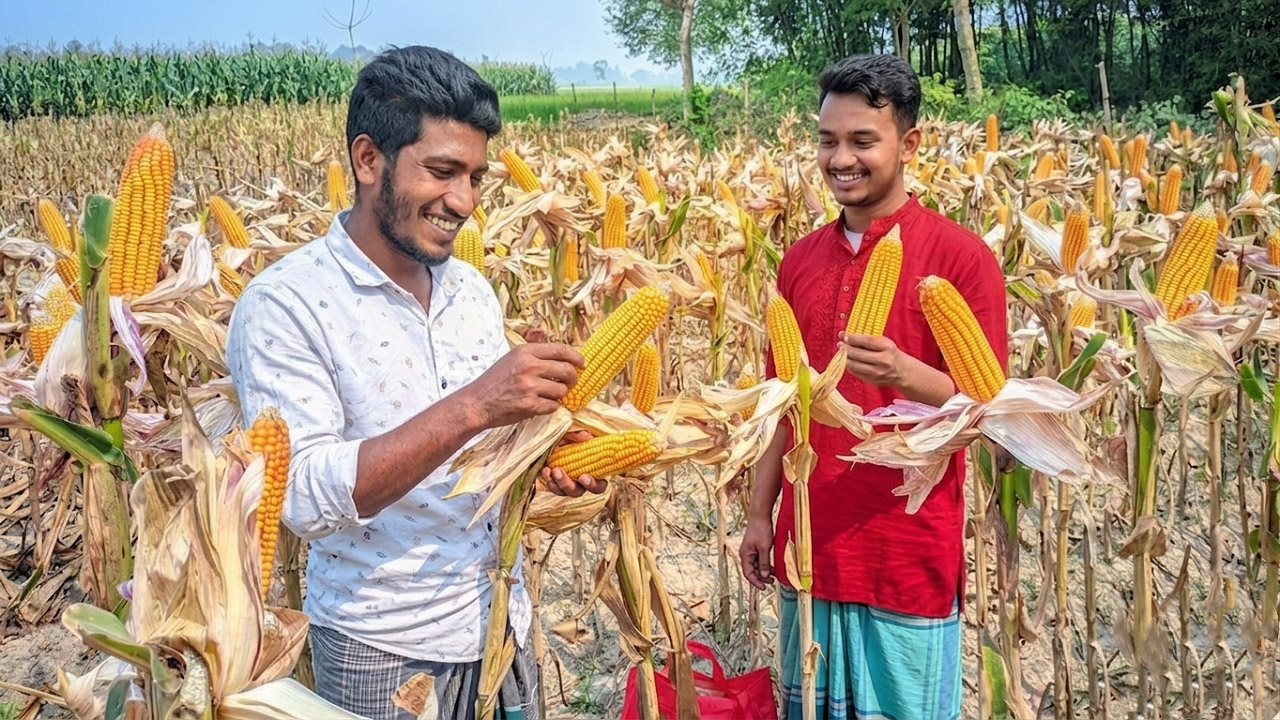 মাদারগঞ্জে যমুনার চরে ভুট্টার বাম্পার ফলন, দামে খুশি কৃষক