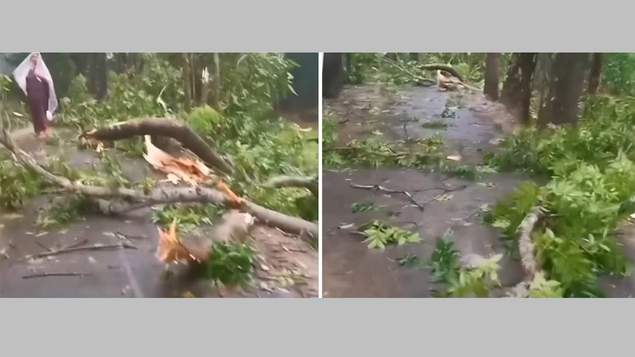 ঘূর্ণিঝড়ের তাণ্ডবে সড়কে ভেঙে পড়েছে গাছপালা