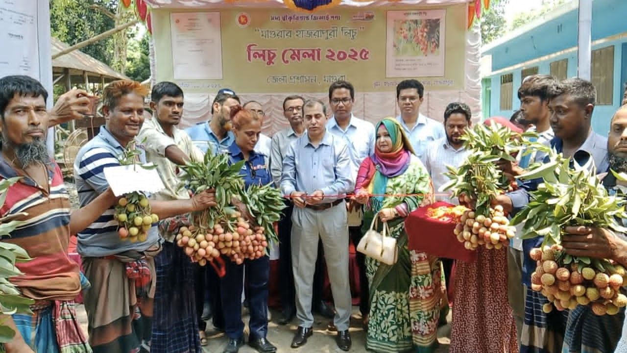 মাগুরায় লিচু সংগ্রহ শুরু
