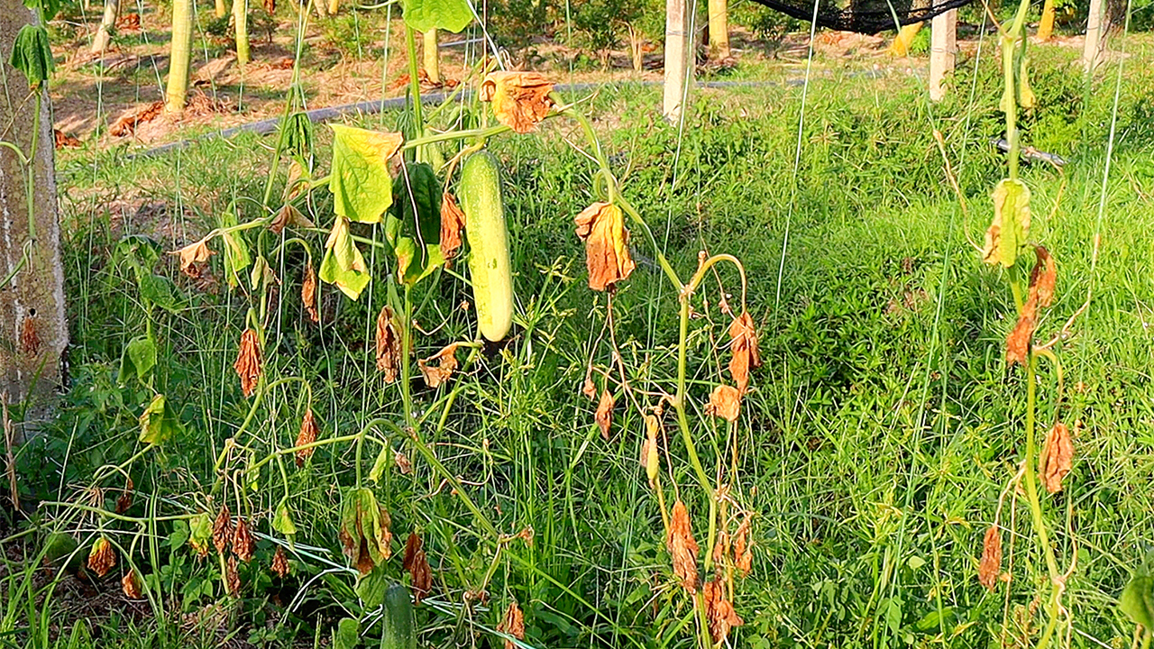 মালয়েশিয়ায় বন্যায় ক্ষতিগ্রস্ত সবজি চাষ