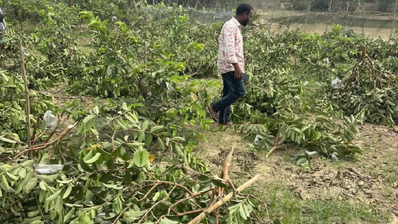 চৌগাছায় এক কৃষকের পিয়ারা বাগান কেটে সাবাড়