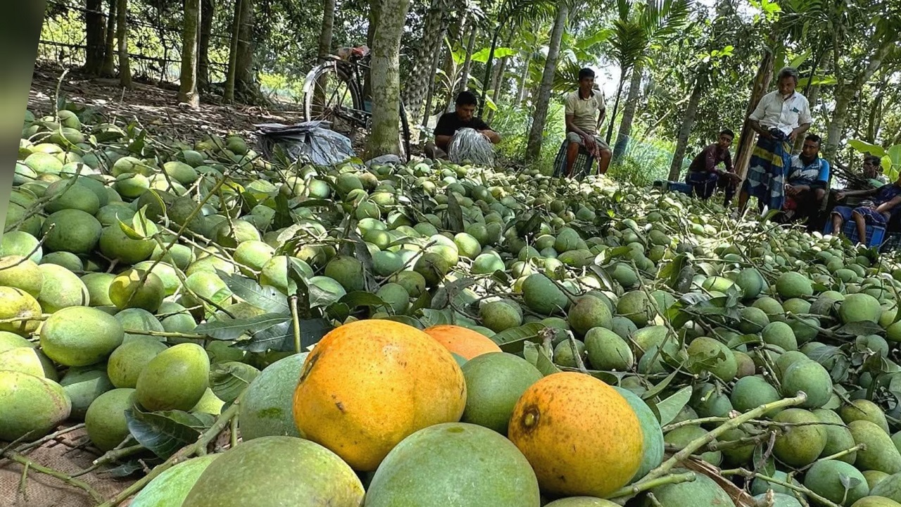 এবার বাংলাদেশের আম যাবে মালয়েশিয়ায়