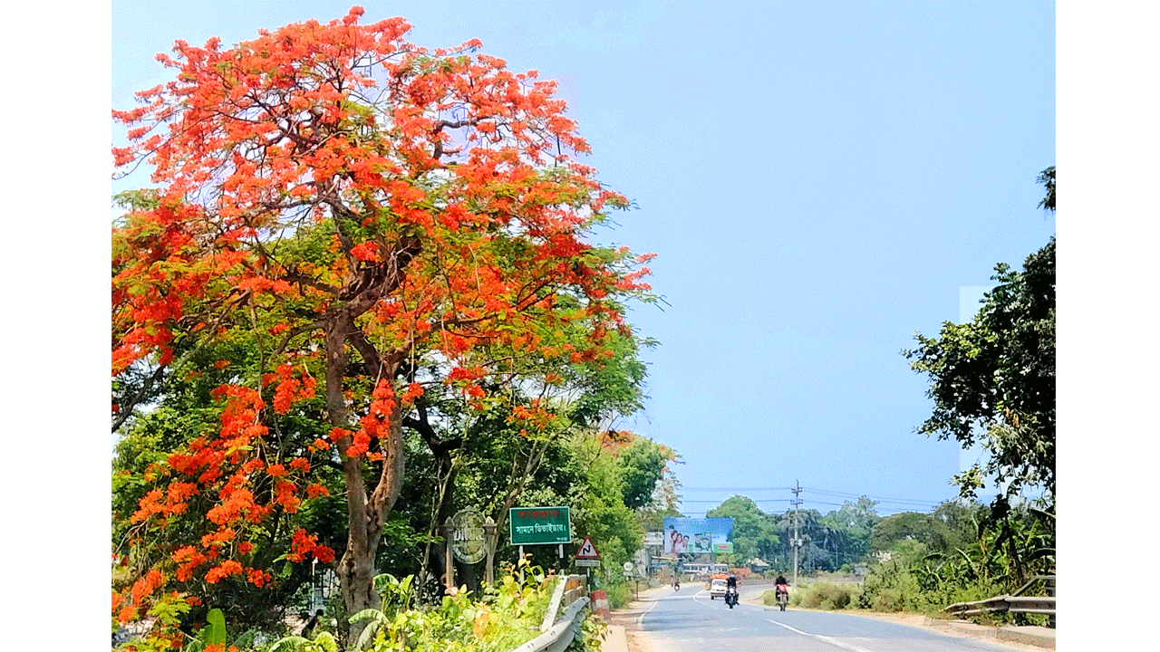আগুনরাঙা কৃষ্ণচূড়া