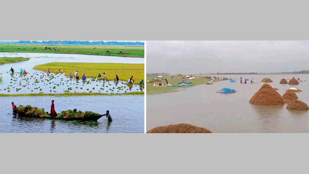 পানিতে তলিয়ে গেছে হাকালুকি হাওরের বোরো ধান