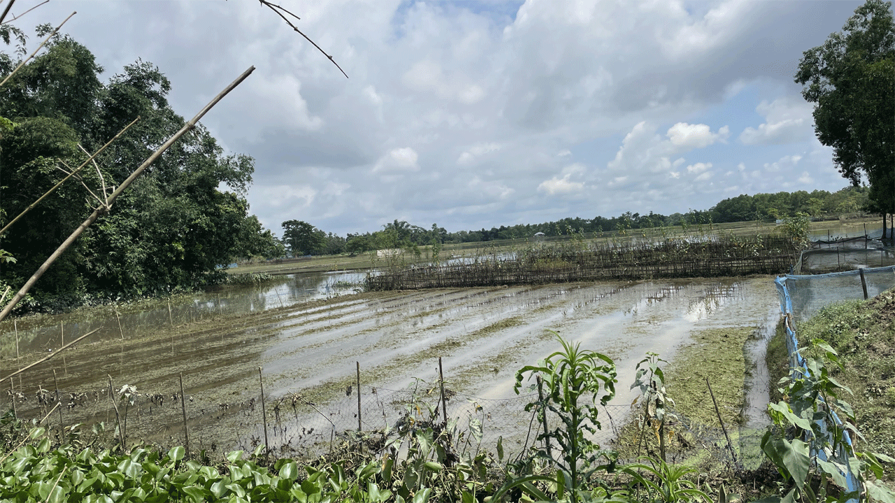 বন্যায় ক্ষতিগ্রস্থ ফসলের জমি