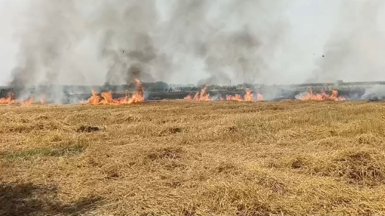 আগুনে পুড়ছে গমক্ষেত
