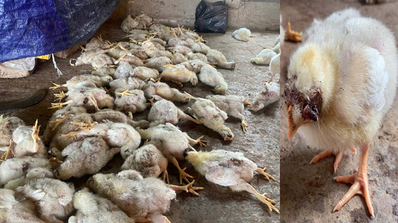 অ্যাসিড মেরে মুরগি হত্যা