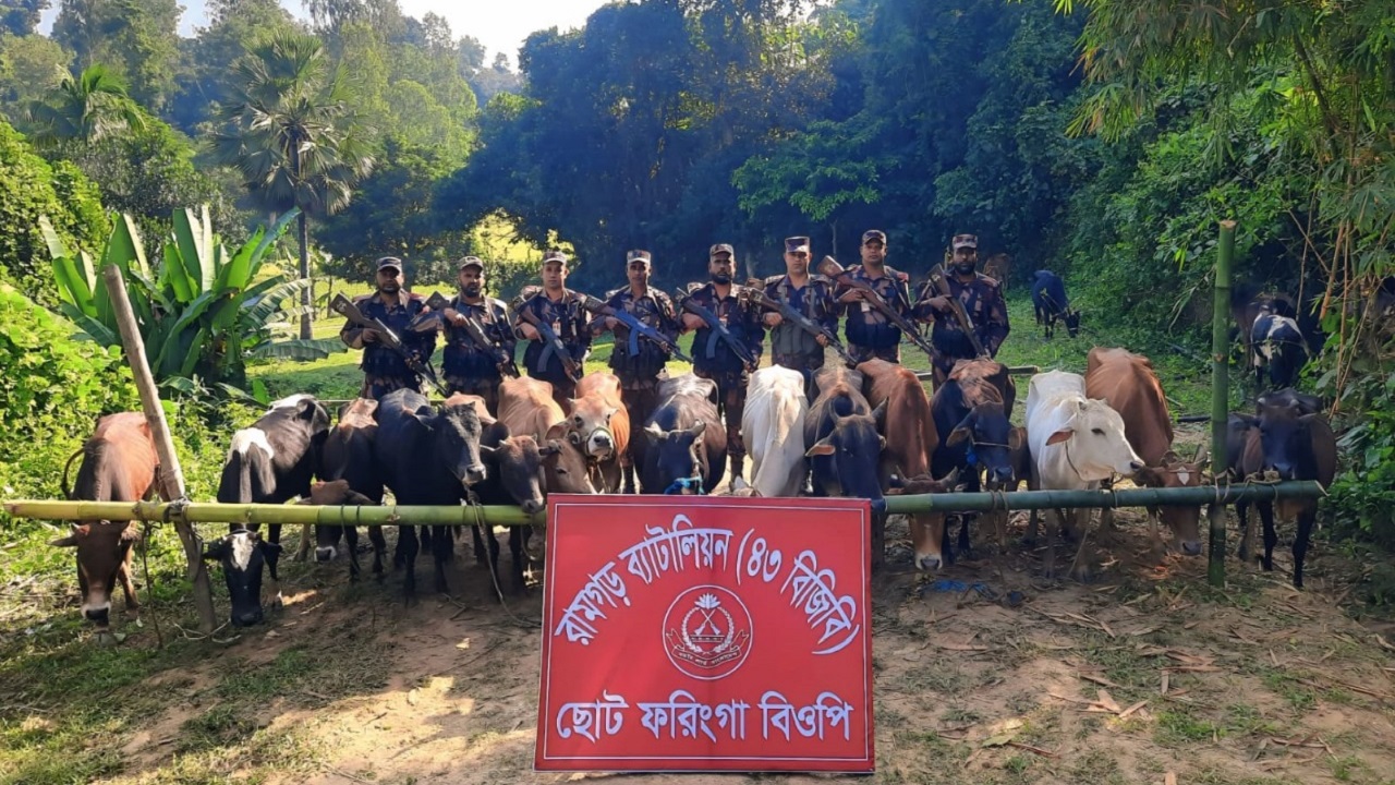 ছোট ফরিংগা সীমান্তে বিজিবির অভিযানে ৩১ ভারতীয় গরু আটক