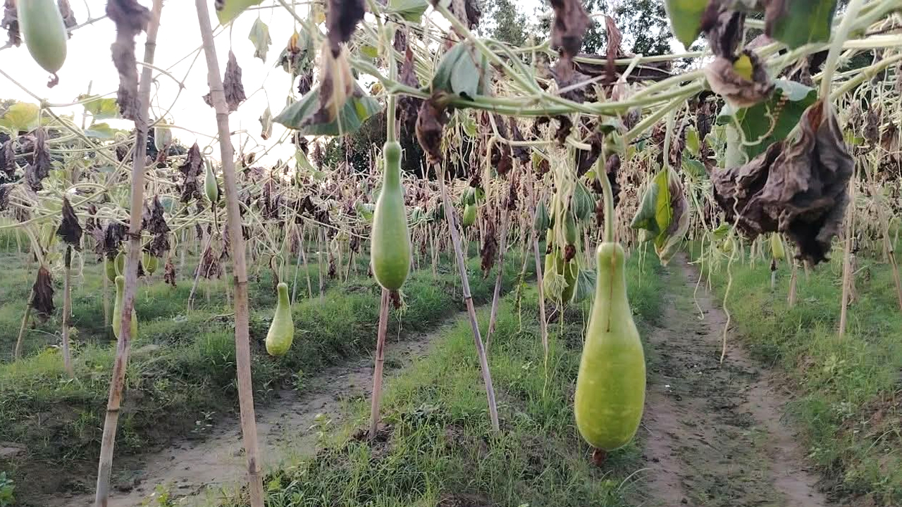 ক্ষতিগ্রস্ত লাউ ক্ষেত