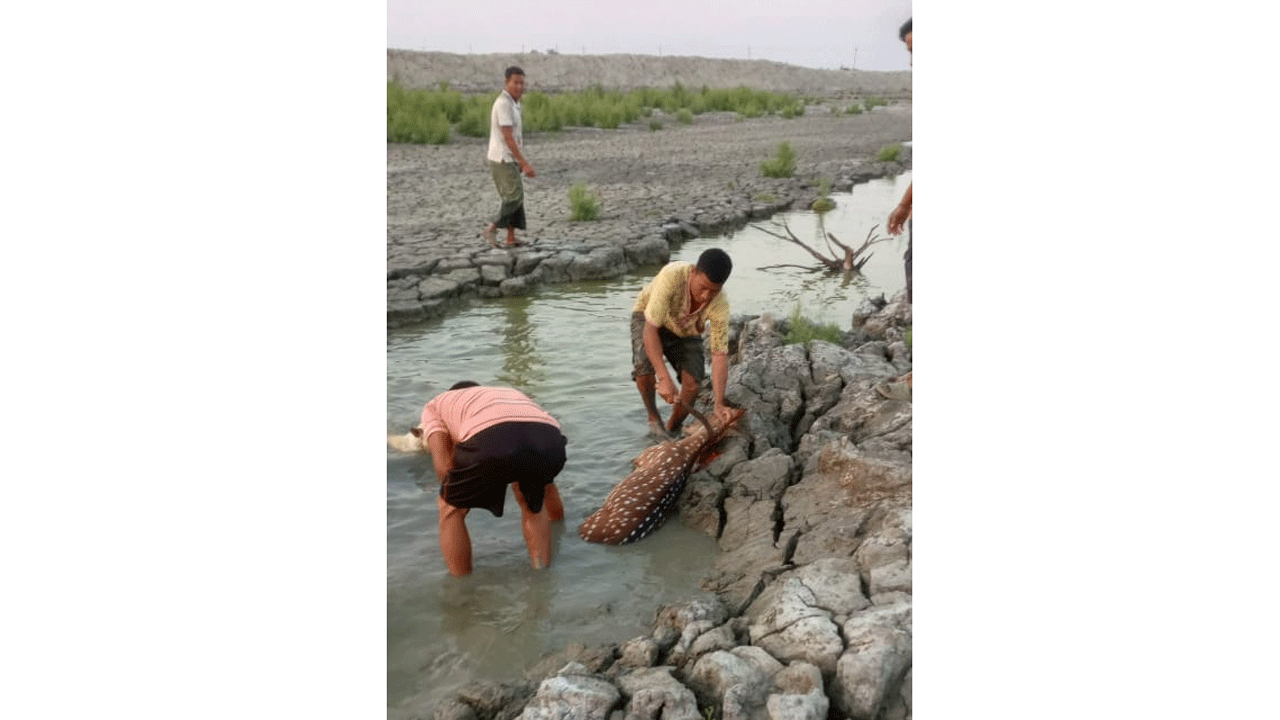 প্রকাশ্যে হরিণ জবাই