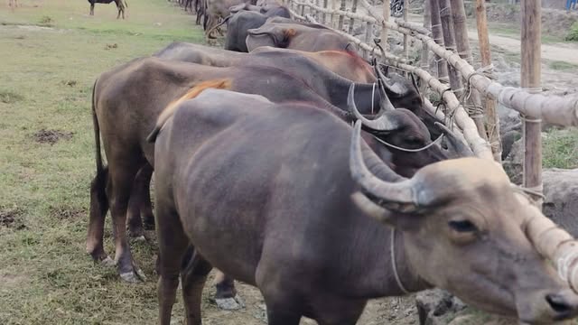 মহিষ-ভেড়ার বাজার