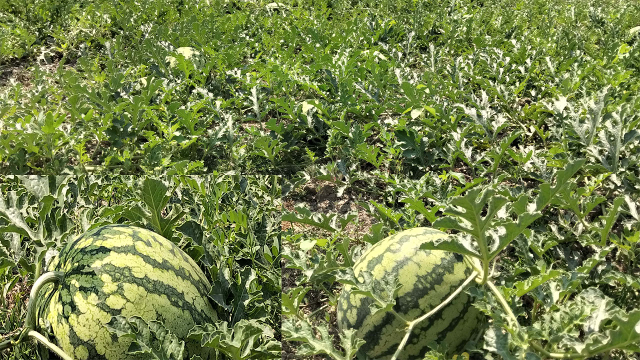 তরমুজের ক্ষেত