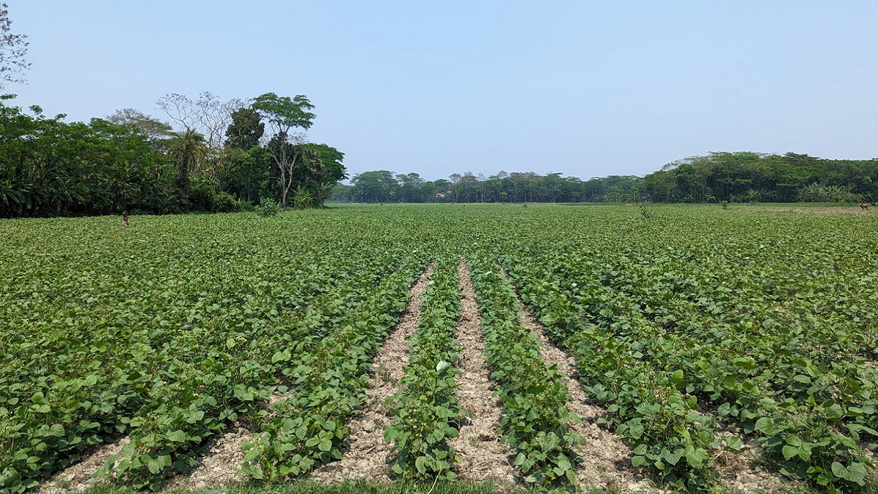 মির্জাগঞ্জে বৃষ্টিতে রবি ফসল চাষিদের মাঝে স্বস্তি