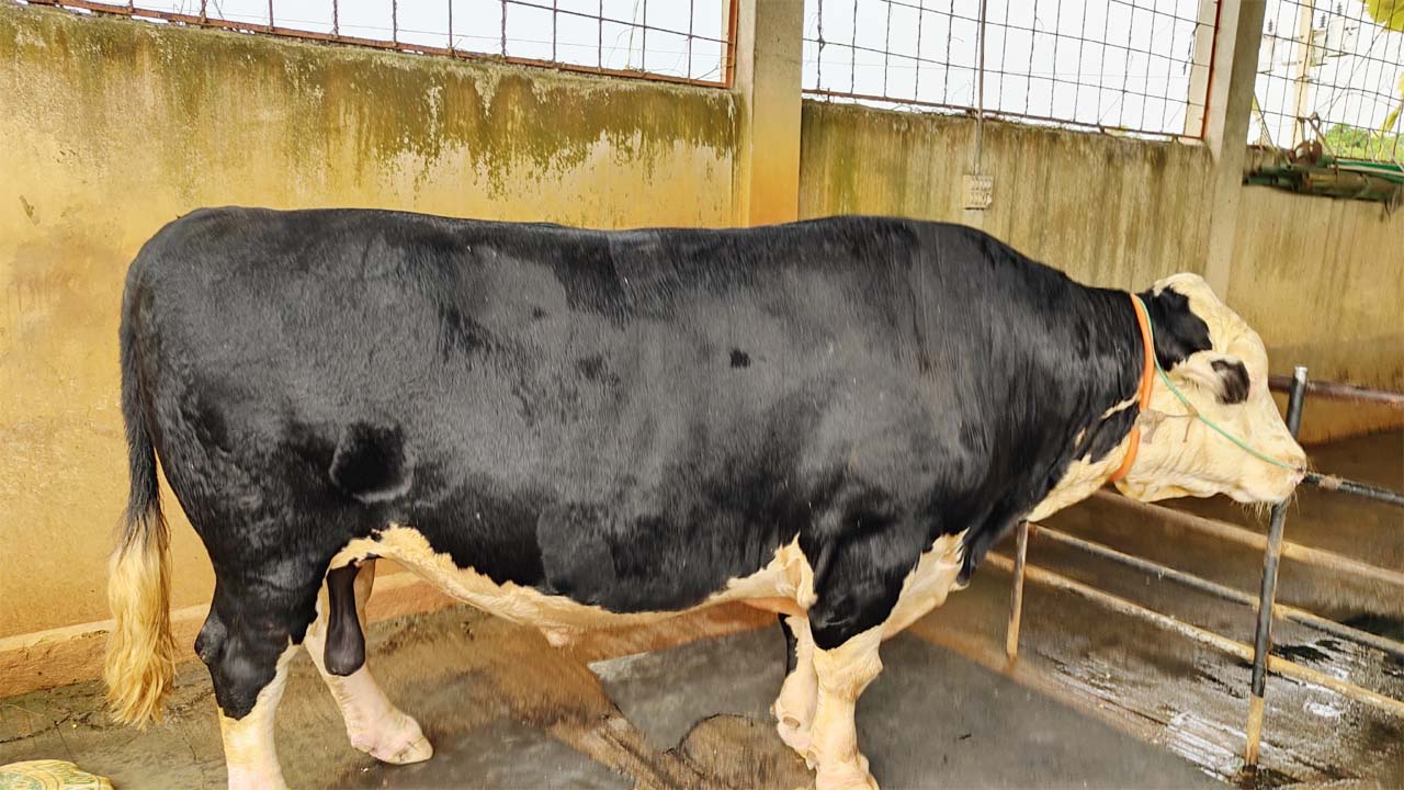 সোনারগাঁ ডেইরি ফুড অ্যান্ড অ্যাগ্রো খামারে সাড়ে ১১শ’ কেজি ওজনের ‘মহারাজা’