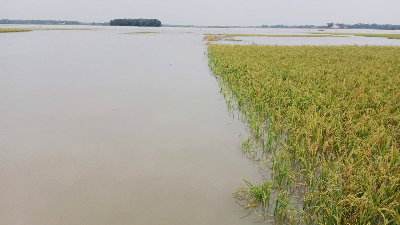 কমলগঞ্জের কেওলার হাওরে পানিতে নিমজ্জিত বোরো ধানের মাঠ