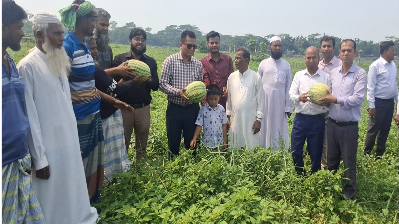 মুলাদীতে তরমুজের বাম্পার ফলন, কৃষকদের মাঝে আনন্দের হাসি
