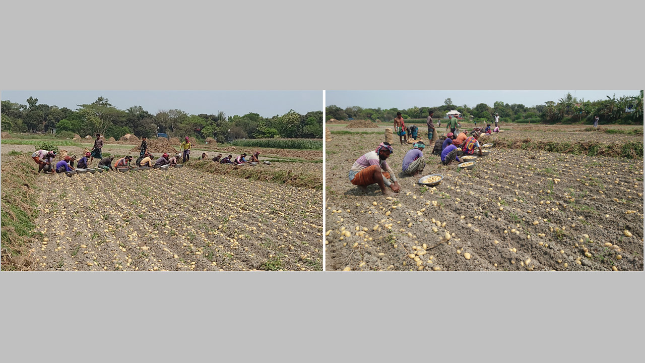 আলু তোলায় ব্যস্ত সময় পার করছেন কৃষকরা