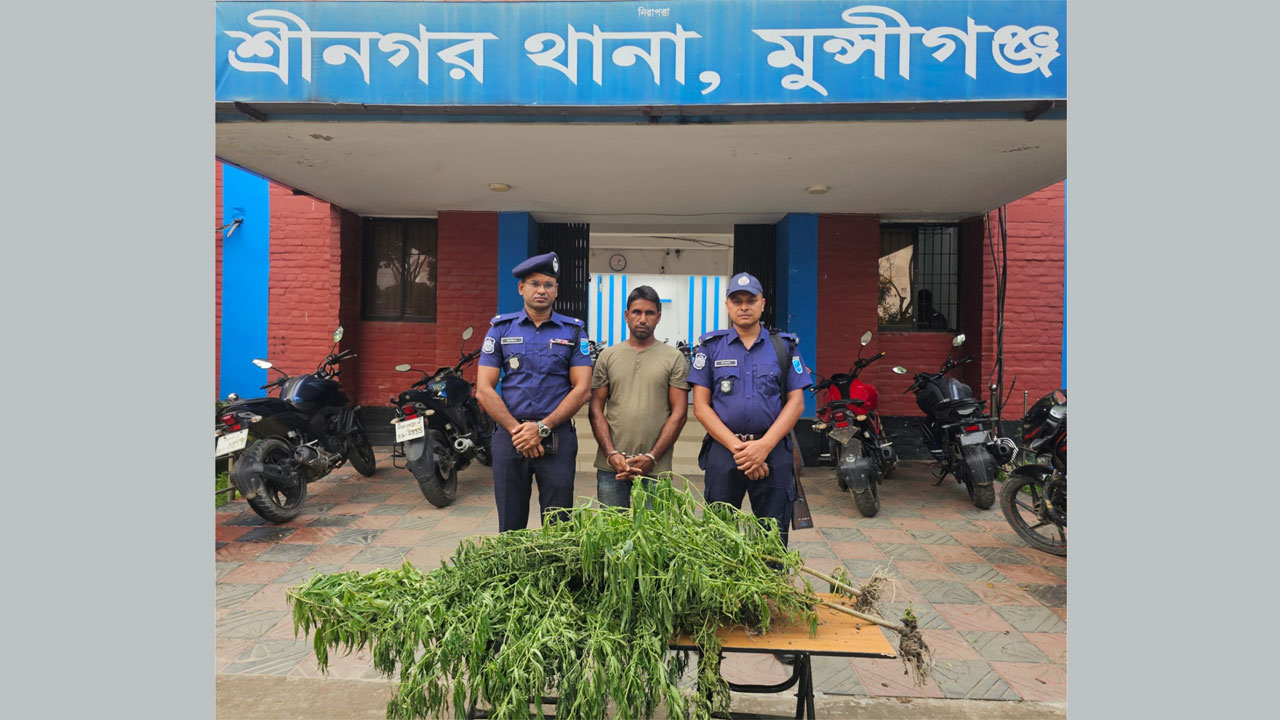 অভিযানে গাঁজা গাছসহ গ্রেফতার সাইফুল ইসলাম