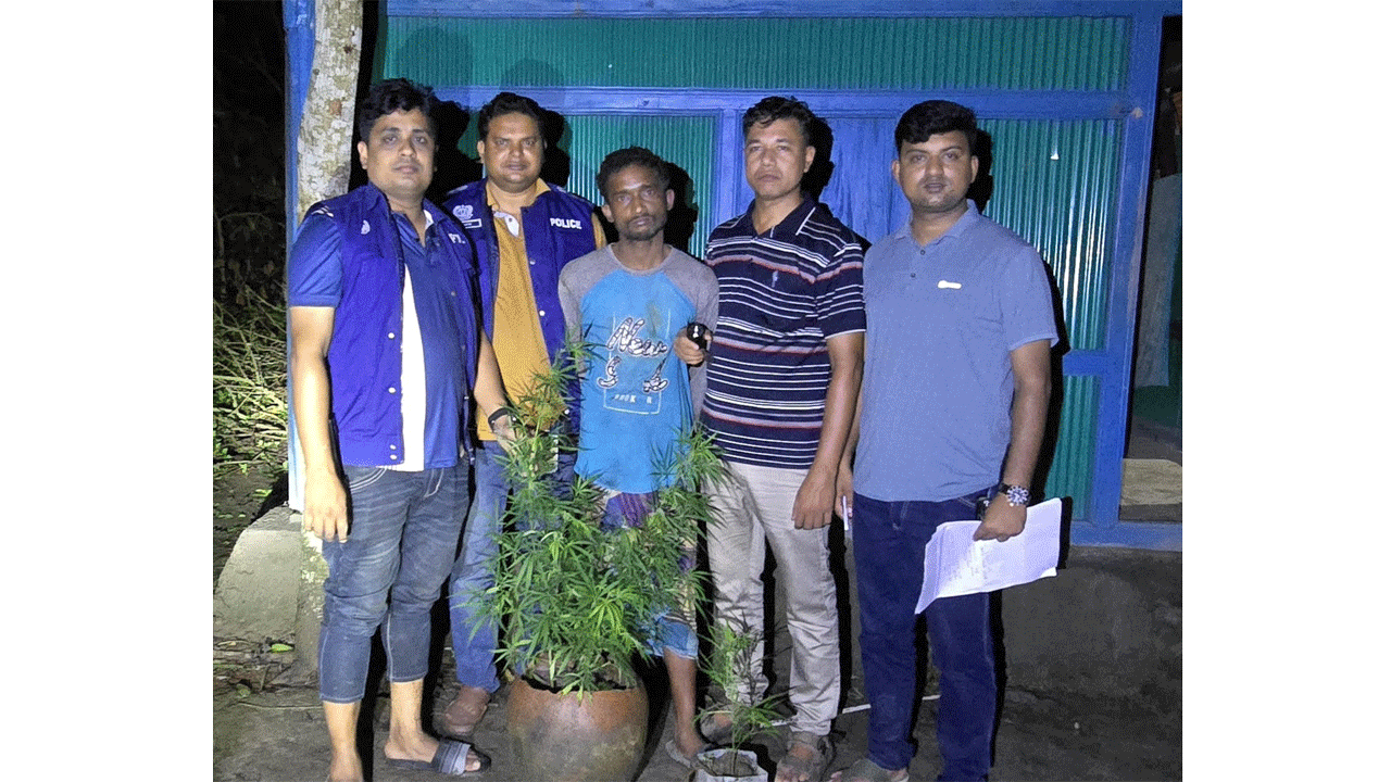 উদ্ধারকৃত গাঁজা গাছ