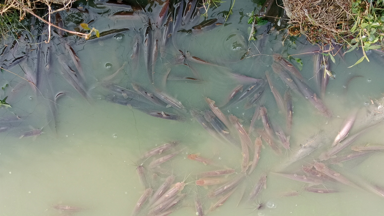 পুকুরে বিষ দিয়ে মাছ নিধন।