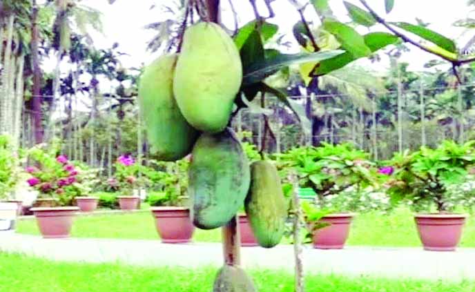 বরিশালে একগাছে শোভা পাচ্ছে ১০ জাতের আম : বাসস