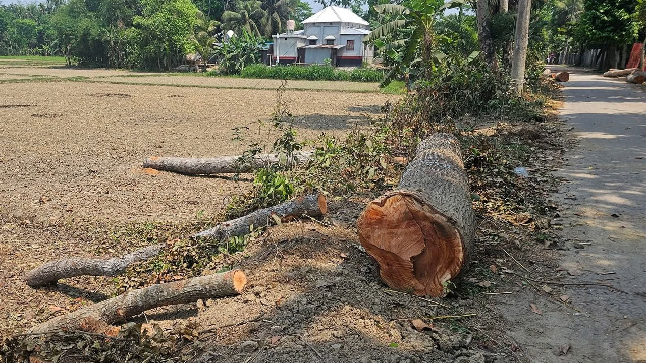 নগরকান্দায় অবৈধভাবে সরকারি রাস্তার গাছ কাটার অভিযোগ
