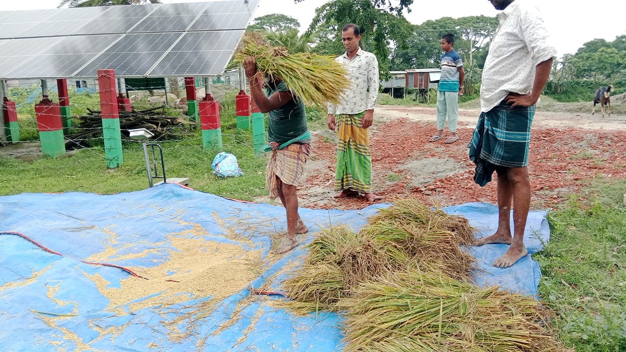 নান্দাইলে সৌর বিদ্যুৎ সেচে বোরো ধানের বাম্পার ফলন