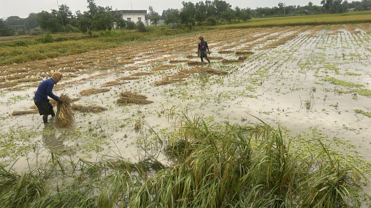 নাঙ্গলকোটে বৃষ্টির পানিতে ভাসছে কৃষকের পাকা ধান