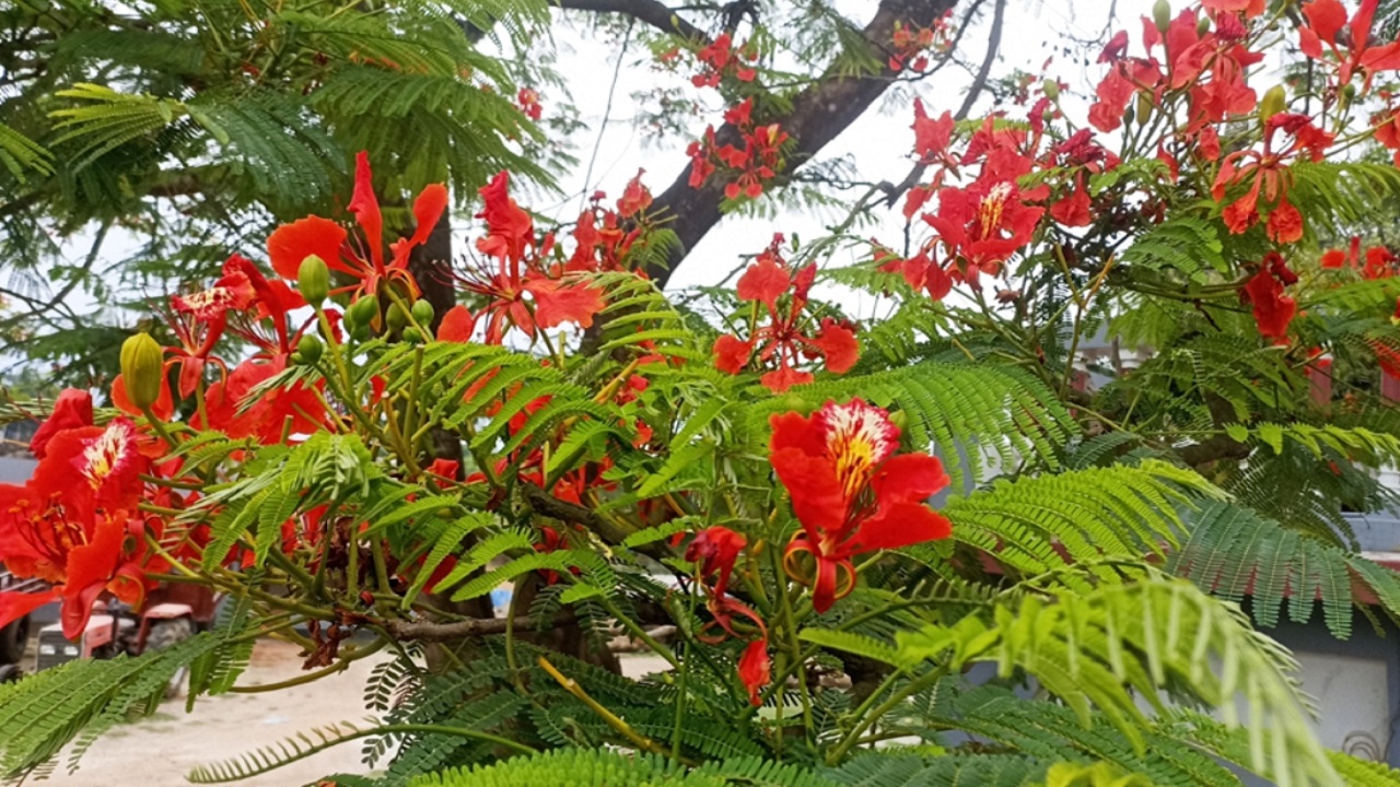 রক্তিম কৃষ্ণচূড়ায় সেজেছে চিত্রা পাড়ের জেলা নড়াইল