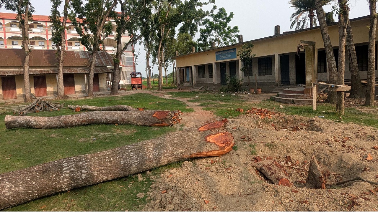 নাটোরে টেন্ডার ছাড়াই নামমাত্র মূল্যে মাদরাসার ১১টি গাছ কাটার অভিযোগ