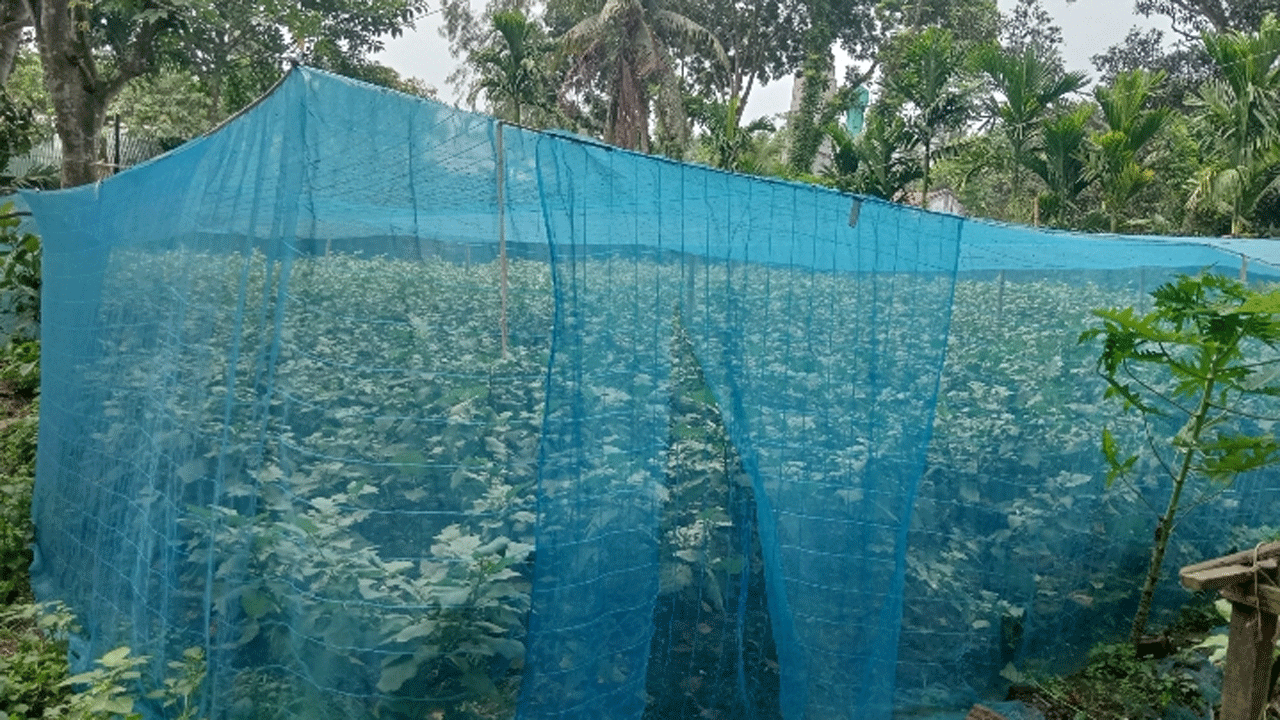 নেট পদ্ধতিতে কীটনাশকমুক্ত বেগুন চাষ