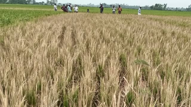 নষ্ট করা ধানগাছ