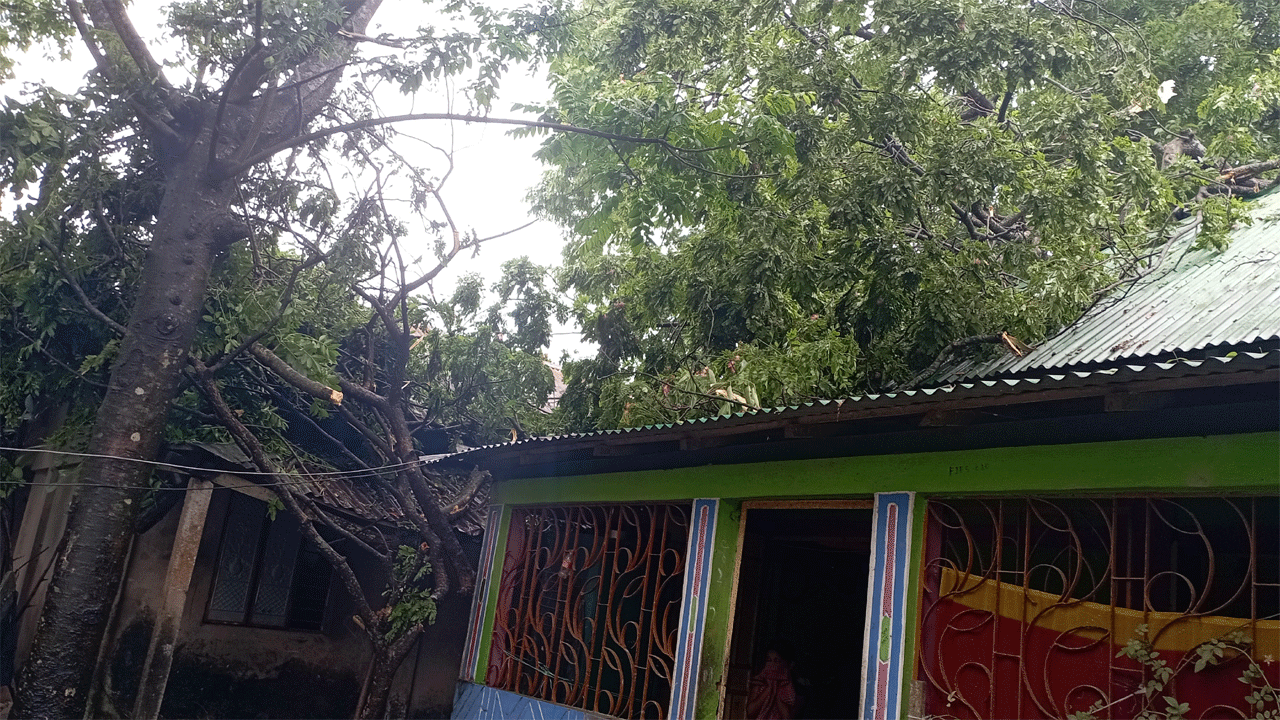 ঝড়ে ভেঙে পড়া গাছ