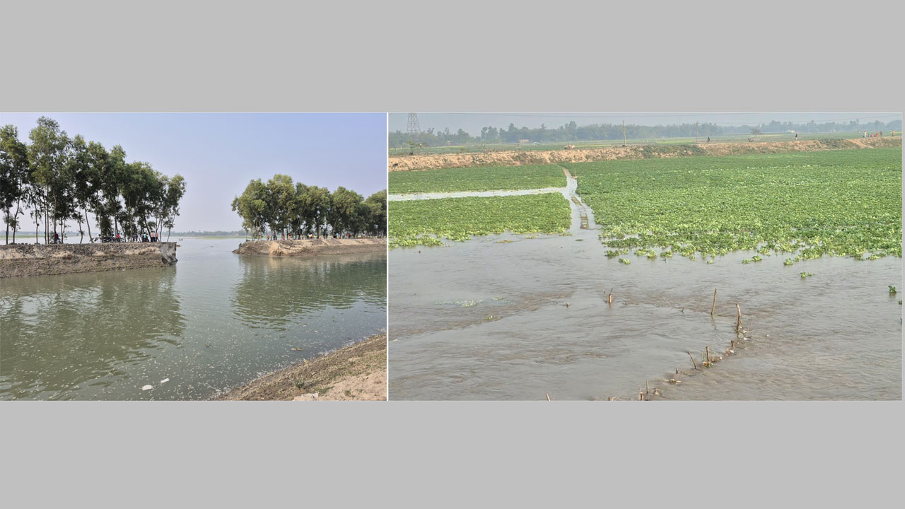 তিস্তা সেচ ক্যানেলের বাঁধ ভেঙে শতাধিক একর জমির ফসল পানিতে তলিয়ে গেছে