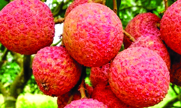 বেশি স্বাদের বেদানা লিচু