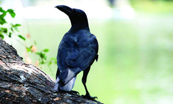 দাঁড়কাক বৃত্তান্ত