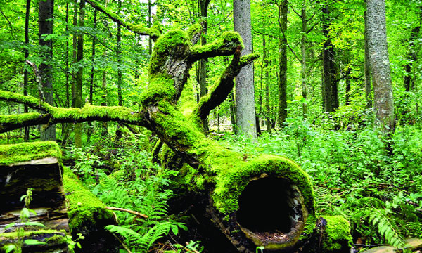 বিশ্ব ঐতিহ্য বায়ালোউইয়েজা বন